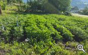 Potato field at the Leitenhof