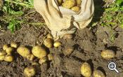 Gesunde Kartoffeln von unserem Acker