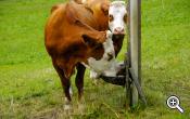 Water trough out on the pasture