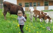 Calves on the farm