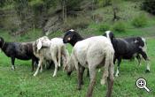 Pecore razza Dorper