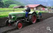 Potato harvest