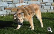 Our farm dog, Lucy