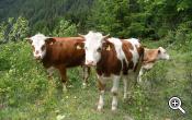 Le mucche del maso Leitenhof