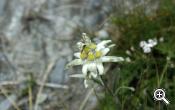 Alpine flowers