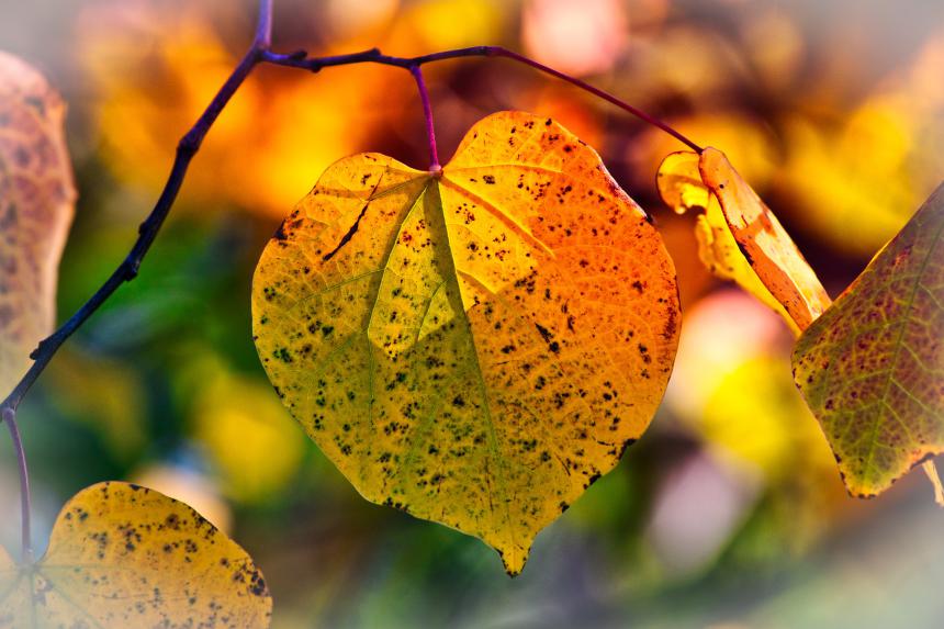 herbst