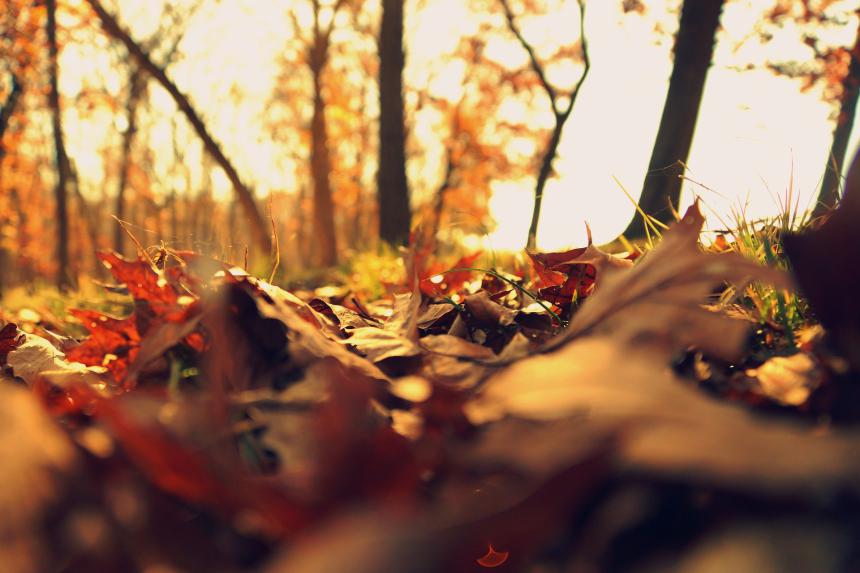 herbst