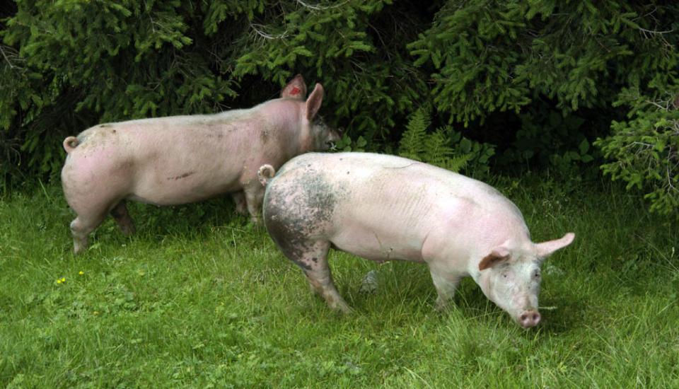 Unsere glücklichen Schweine