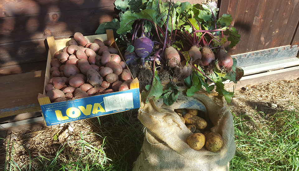 Potatoes and turnips grown in our own fields