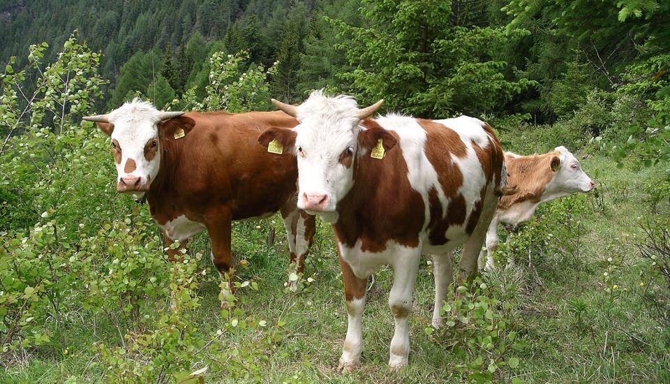 Milchkühe auf der Weide